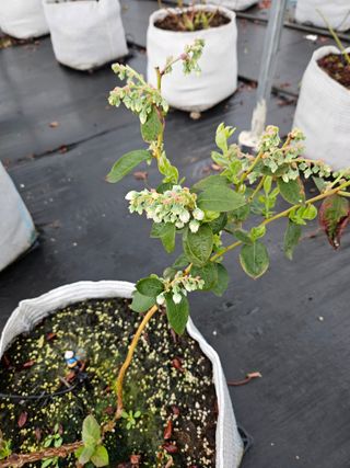 천일야객님의 기타작물 · 영농일지 작성글 사진