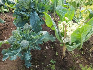 이미옥님의 기타작물 · 영농일지 작성글 사진