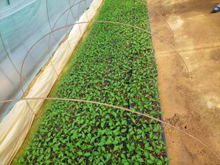 양김정숙님의 기타작물 · 영농일지 작성글 사진