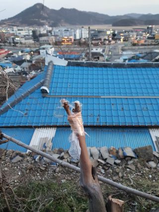노백수님의 기타작물 · 영농일지 작성글 사진