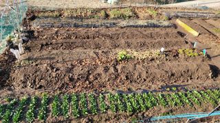 김영규님의 기타작물 · 영농일지 작성글 사진