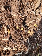 팜모닝 기타작물·영농일지 게시글 이미지