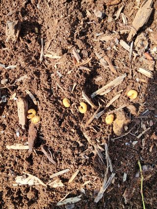 밀양달콤팜님의 기타작물 · 영농일지 작성글 사진