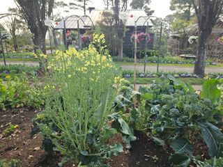 이미옥님의 기타작물 · 영농일지 작성글 사진