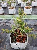 팜모닝 기타작물·영농일지 게시글 이미지