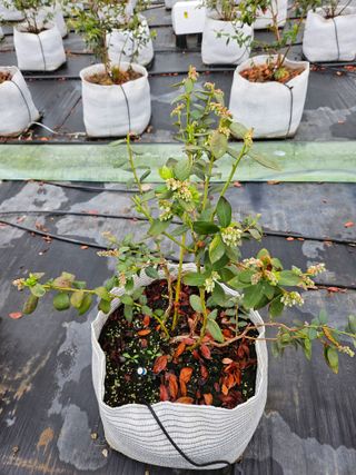 천일야객님의 기타작물 · 영농일지 작성글 사진