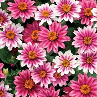 송완춘님의 기타작물 · 영농일지 작성글 사진