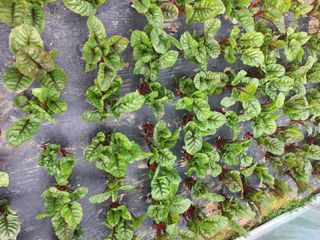 농민님의 기타작물 · 영농일지 작성글 사진