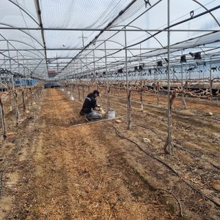 재용님의 기타작물 · 영농일지 작성글 사진