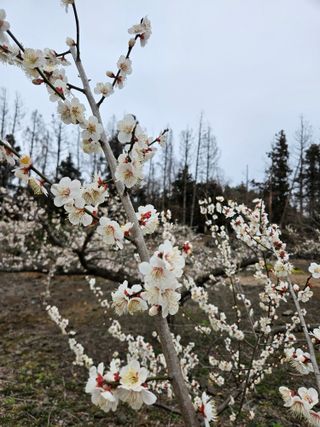 제주 지안이네농장님의 기타작물 · 영농일지 작성글 사진