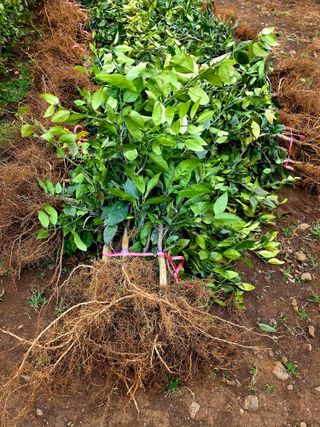 민성종묘(감귤묘목)님의 기타작물 · 영농일지 작성글 사진