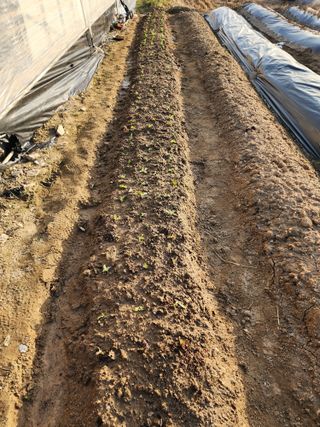  청계유정란 박진균님의 기타작물 · 영농일지 작성글 사진