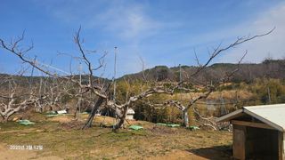 주하네팜(태추,부유님의 감 · 영농일지 작성글 사진
