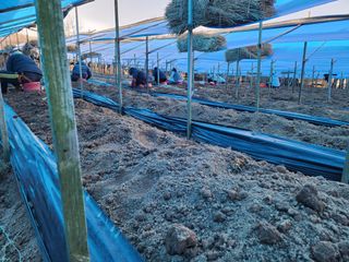 하늘아래삼 님의 기타작물 · 영농일지 작성글 사진