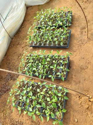 양김정숙님의 기타작물 · 영농일지 작성글 사진