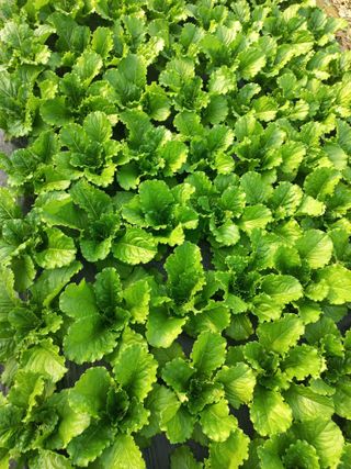 농민님의 기타작물 · 영농일지 작성글 사진