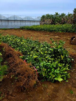민성종묘(감귤묘목)님의 기타작물 · 영농일지 작성글 사진