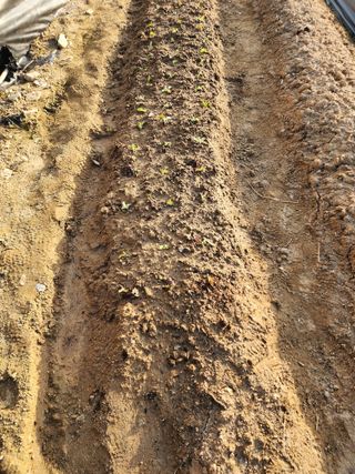  청계유정란 박진균님의 기타작물 · 영농일지 작성글 사진