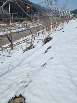 김용대님의 기타작물 · 영농일지 작성글 사진