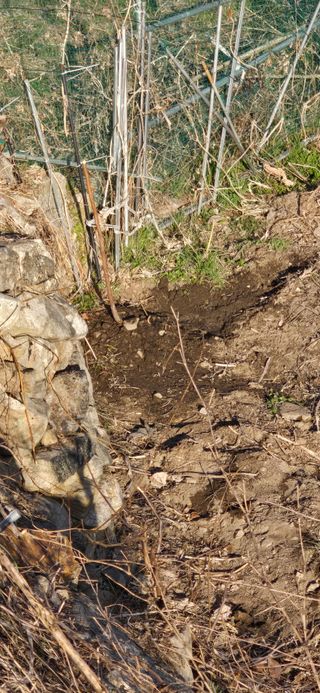 진전님의 기타작물 · 영농일지 작성글 사진