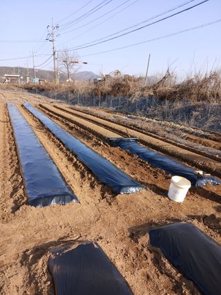 백영호님의 기타작물 · 영농일지 작성글 사진