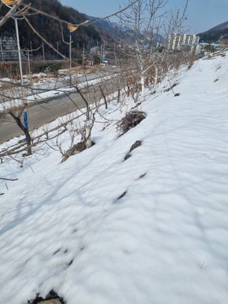 김용대님의 기타작물 · 영농일지 작성글 사진