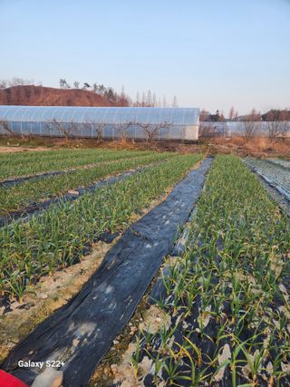 이봉한 님의 마늘 · 영농일지 작성글 사진