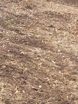 팜모닝 기타작물·영농일지 게시글 이미지