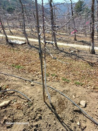 오금식(대청농원)님의 기타작물 · 영농일지 작성글 사진