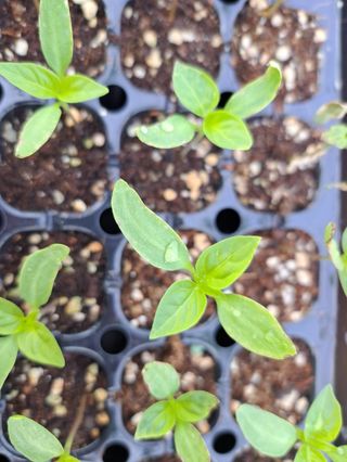 김주희님의 고추 · 영농일지 작성글 사진