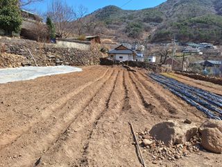 한정술님의 고추 · 영농일지 작성글 사진