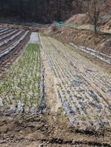 팜모닝 기타작물·영농일지 게시글 이미지