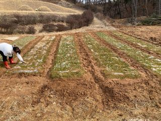 김유찬님의 기타작물 · 영농일지 작성글 사진