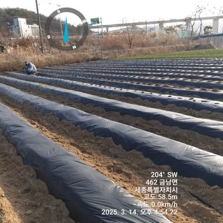 작은농원님의 감자 · 영농일지 작성글 사진