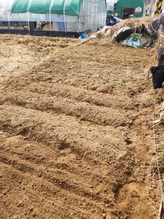 정조연님의 기타작물 · 영농일지 작성글 사진