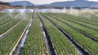 서정욱님의 마늘 · 영농일지 작성글 사진