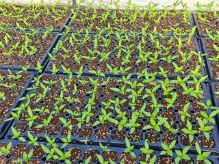 김주희님의 고추 · 영농일지 작성글 사진