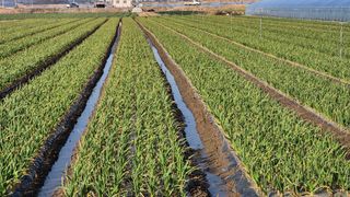 서정욱님의 마늘 · 영농일지 작성글 사진