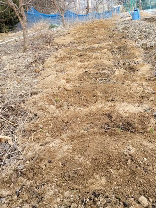 민원배님의 고추 · 영농일지 작성글 사진