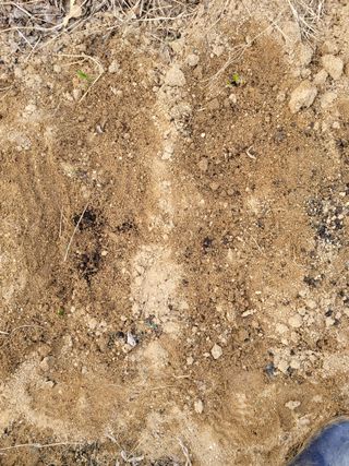 민원배님의 고추 · 영농일지 작성글 사진