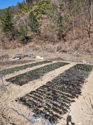 낙엽교목류21691님의 기타작물 · 영농일지 작성글 사진