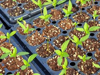 김주희님의 고추 · 영농일지 작성글 사진