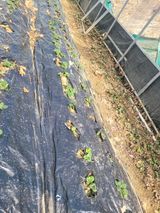 팜모닝 기타작물·영농일지 게시글 이미지