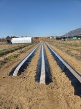 팜모닝 감자·영농일지 게시글 이미지