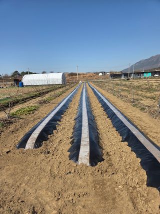 심상훈님의 감자 · 영농일지 작성글 사진