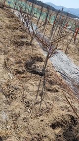 팜모닝 복숭아·영농일지 게시글 이미지