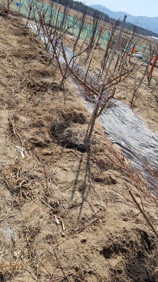 최언봉님의 복숭아 · 영농일지 작성글 사진