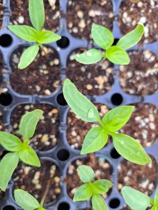 김주희님의 고추 · 영농일지 작성글 사진