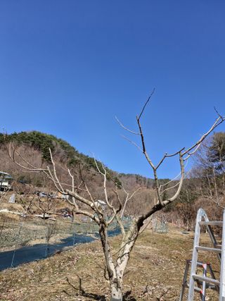 낙엽교목류21691님의 기타작물 · 영농일지 작성글 사진