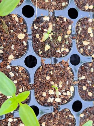 김주희님의 고추 · 영농일지 작성글 사진